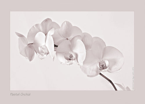 Pastel Orchid